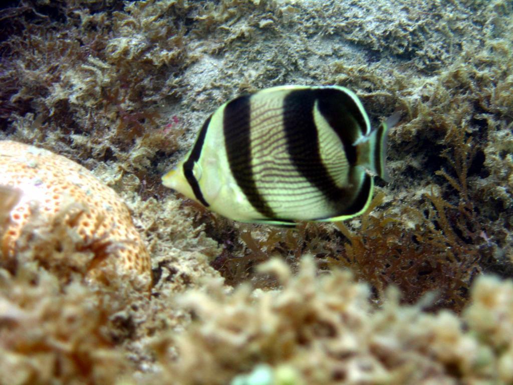 Pousada Sabrinna Maceió 外观 照片